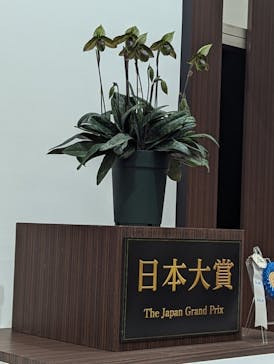 世界らん展2026-花と緑の祭典-に投稿された画像（2025/2/6）