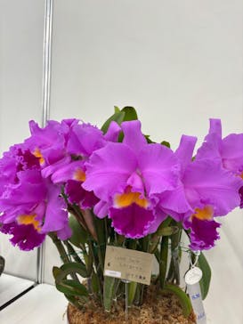 世界らん展2026-花と緑の祭典-に投稿された画像（2025/2/6）