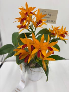 世界らん展2026-花と緑の祭典-に投稿された画像（2025/2/6）