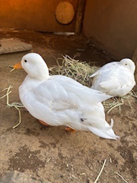 伊豆シャボテン動物公園に投稿された画像（2025/2/6）