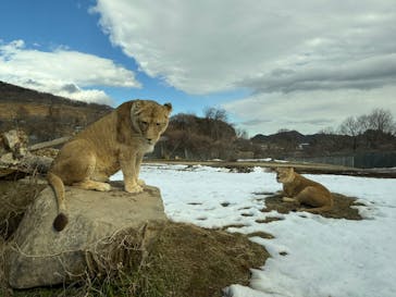 東北サファリパークに投稿された画像（2025/2/6）