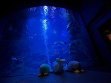 京都水族館に投稿された画像（2025/2/6）