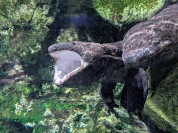 京都水族館に投稿された画像（2025/2/6）