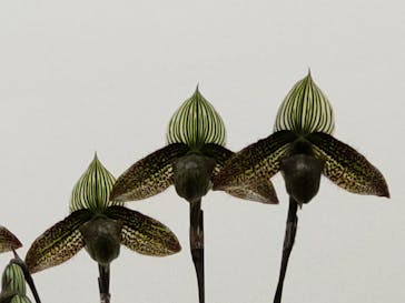 世界らん展2026-花と緑の祭典-に投稿された画像（2025/2/6）