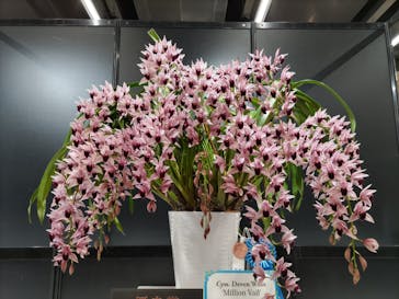 世界らん展2026-花と緑の祭典-に投稿された画像（2025/2/6）