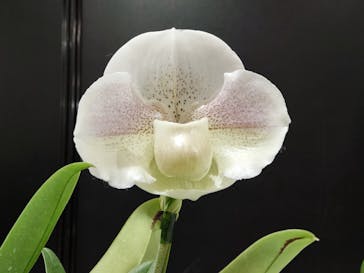 世界らん展2026-花と緑の祭典-に投稿された画像（2025/2/6）