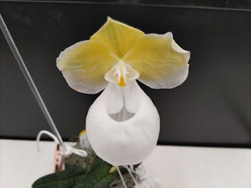 世界らん展2026-花と緑の祭典-に投稿された画像（2025/2/6）