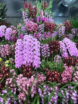 世界らん展2026-花と緑の祭典-に投稿された画像（2025/2/6）