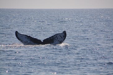 Sea World（シーワールド）に投稿された画像（2025/2/6）