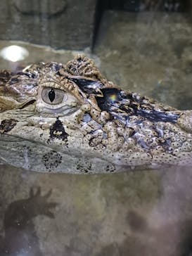 熱川バナナワニ園に投稿された画像（2025/2/7）