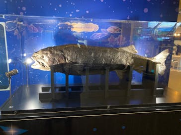 しながわ水族館に投稿された画像（2025/2/7）