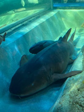 しながわ水族館に投稿された画像（2025/2/7）