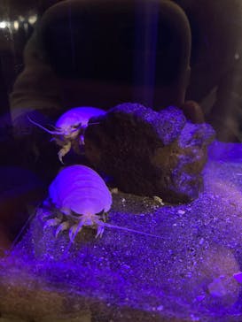 しながわ水族館に投稿された画像（2025/2/7）