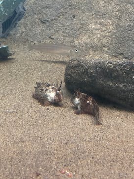 しながわ水族館に投稿された画像（2025/2/7）