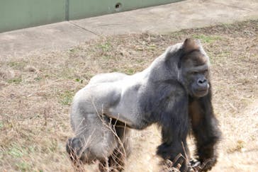 名古屋市東山動植物園に投稿された画像（2025/2/7）