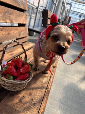 高野いちご園に投稿された画像（2025/2/7）