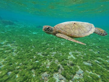 オースリーシュノーケル宮古島に投稿された画像（2025/2/7）