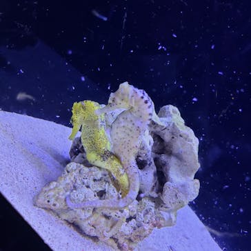 マクセル アクアパーク品川に投稿された画像（2025/2/7）