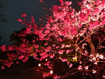 今帰仁城跡に投稿された画像（2025/2/7）