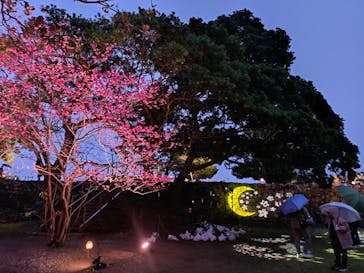 今帰仁城跡に投稿された画像（2025/2/7）