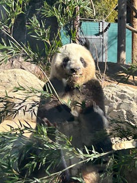 恩賜上野動物園に投稿された画像（2025/2/7）