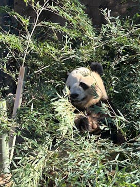 恩賜上野動物園に投稿された画像（2025/2/7）