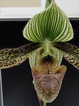 世界らん展2026-花と緑の祭典-に投稿された画像（2025/2/7）