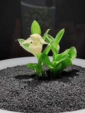 世界らん展2026-花と緑の祭典-に投稿された画像（2025/2/7）