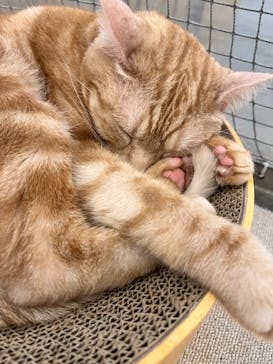 Moff アニマル カフェ イーアス 高尾店に投稿された画像（2025/2/4）