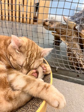 Moff アニマル カフェ イーアス 高尾店に投稿された画像（2025/2/4）