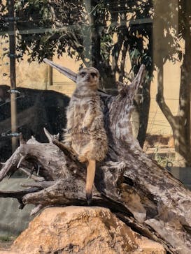 東武動物公園に投稿された画像（2025/2/7）