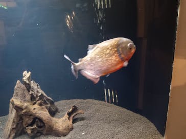 横浜開運水族館 フォーチュンアクアリウムに投稿された画像（2025/2/7）