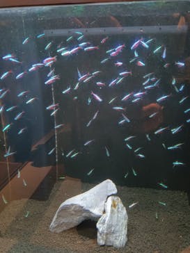 横浜開運水族館 フォーチュンアクアリウムに投稿された画像（2025/2/7）