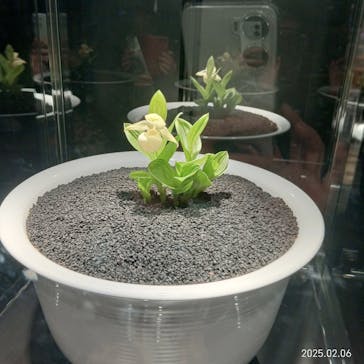 世界らん展2026-花と緑の祭典-に投稿された画像（2025/2/7）