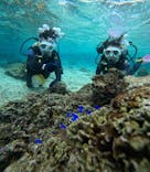 沖縄マリンサービス碧に投稿された画像（2025/2/7）