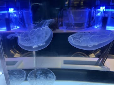 すみだ水族館に投稿された画像（2025/2/7）