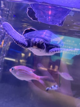 すみだ水族館に投稿された画像（2025/2/7）