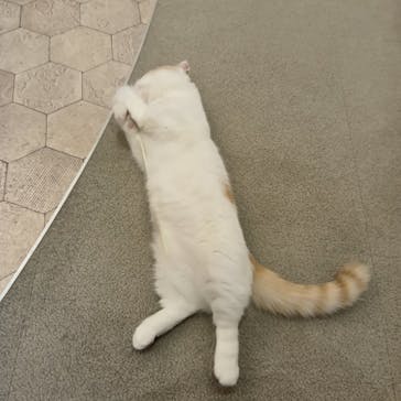 猫カフェモカ　町田ジョルナ店に投稿された画像（2025/2/7）