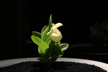 世界らん展2026-花と緑の祭典-に投稿された画像（2025/2/7）