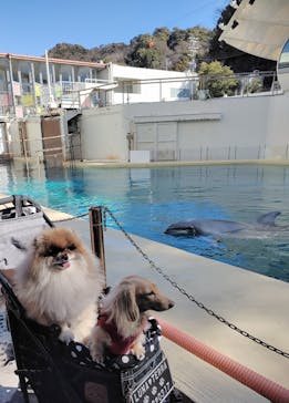 伊豆・三津シーパラダイスに投稿された画像（2025/2/7）