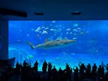 沖縄美ら海水族館×熱帯ドリームセンターに投稿された画像（2025/2/7）