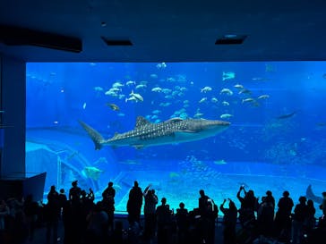 沖縄美ら海水族館×熱帯ドリームセンターに投稿された画像（2025/2/7）