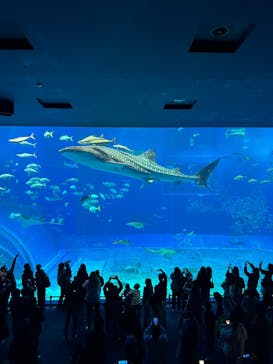 沖縄美ら海水族館×熱帯ドリームセンターに投稿された画像（2025/2/7）