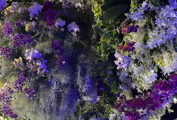 世界らん展2026-花と緑の祭典-に投稿された画像（2025/2/7）