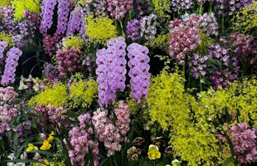 世界らん展2026-花と緑の祭典-に投稿された画像（2025/2/7）