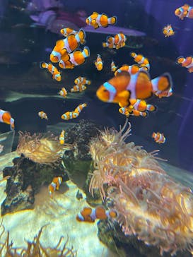 NIFREL（ニフレル）に投稿された画像（2025/2/7）