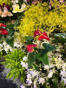 世界らん展2026-花と緑の祭典-に投稿された画像（2025/2/7）