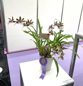 世界らん展2026-花と緑の祭典-に投稿された画像（2025/2/7）