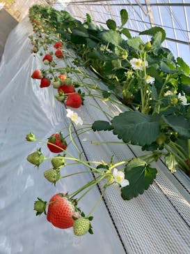 すごう農園直売所ピアッツァに投稿された画像（2025/2/7）