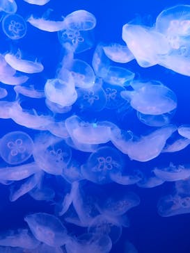 新江ノ島水族館に投稿された画像（2025/2/7）